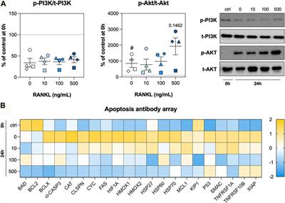 RANKL confers protection against cell death in precision-cut lung slices